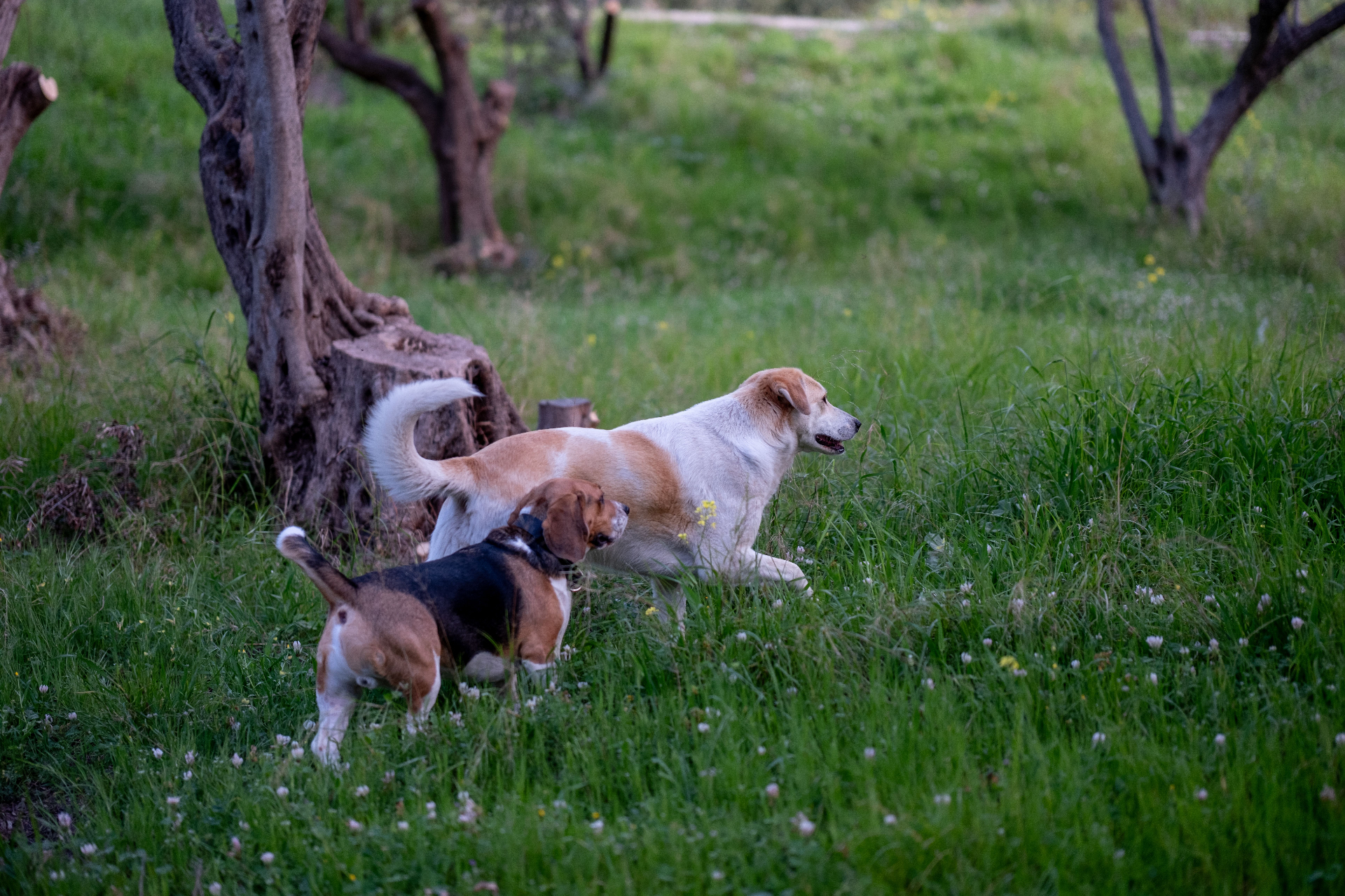 Dogs playing in a sunlit orchard at Wagglebottoms Inn & Retreat